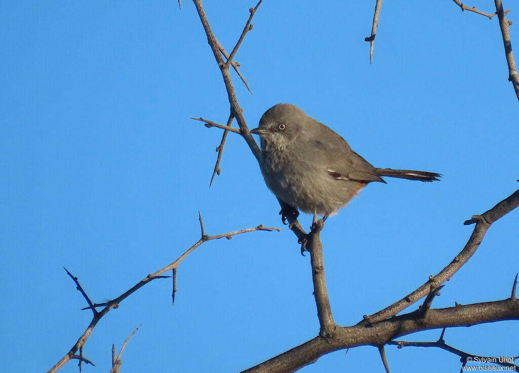 Chestnut-vented Warbleradult