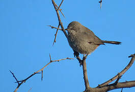 Chestnut-vented Warbler