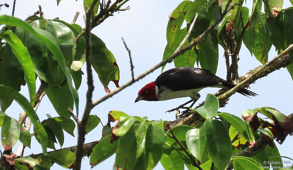 Red-capped Cardinaladult