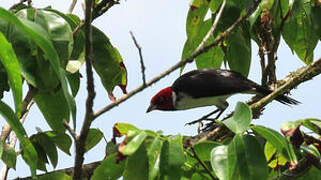 Red-capped Cardinal