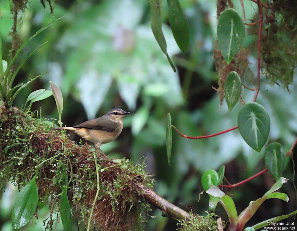 Buff-rumped Warbleradult