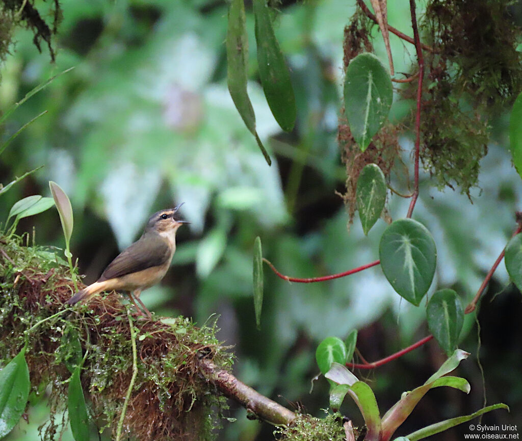 Buff-rumped Warbleradult