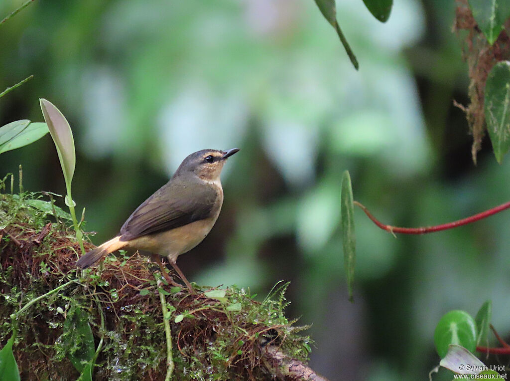 Buff-rumped Warbleradult