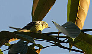 Blackburnian Warbler