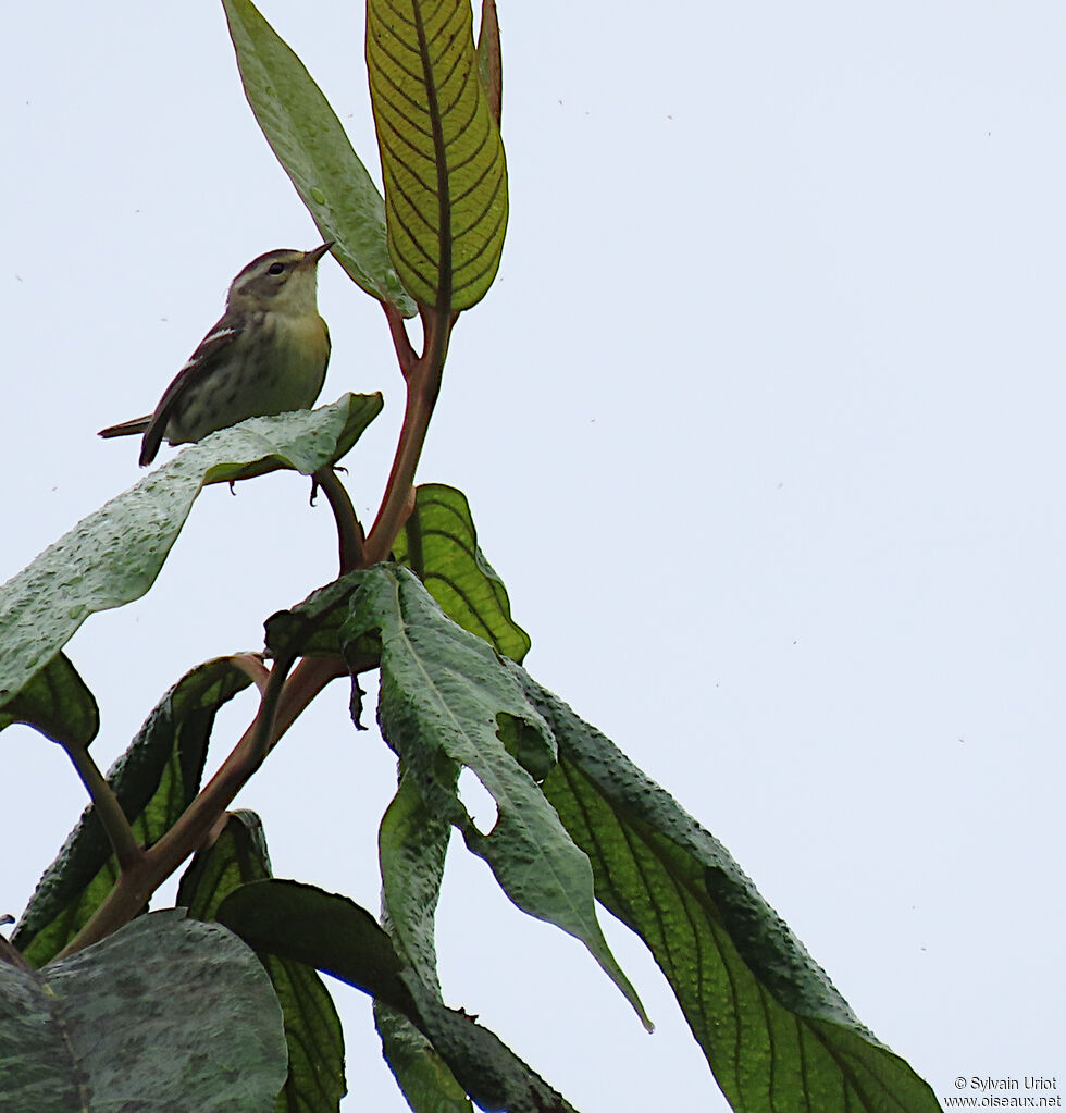 Blackburnian Warblerimmature