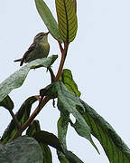 Blackburnian Warbler