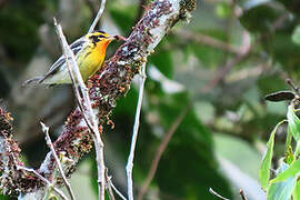 Blackburnian Warbler