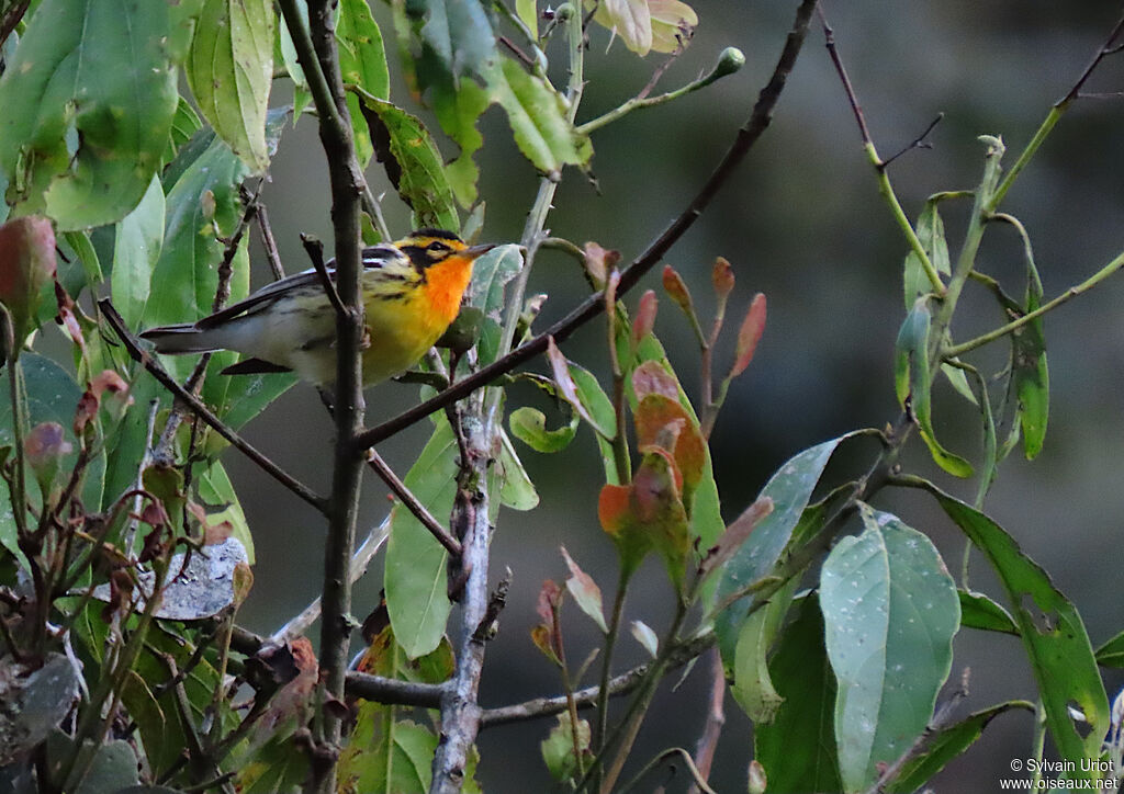 Blackburnian Warbler male adult