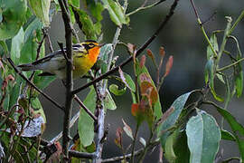 Blackburnian Warbler