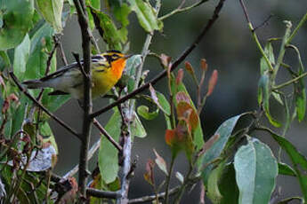 Paruline à gorge orangée