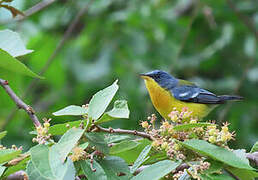 Tropical Parula