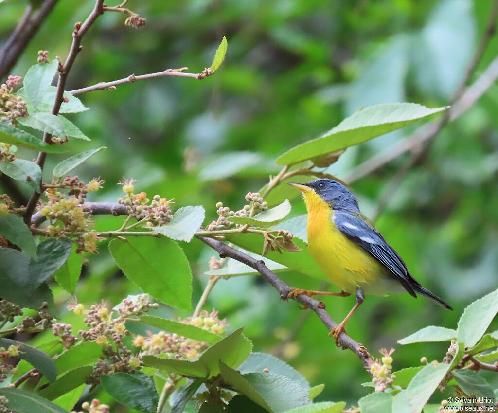 Tropical Parula male adult