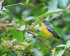 Tropical Parula