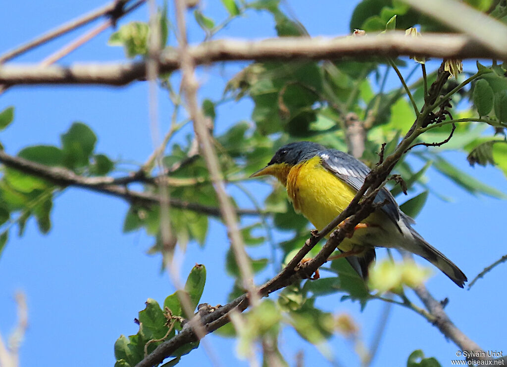 Tropical Parulaadult