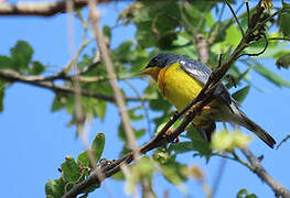 Tropical Parula