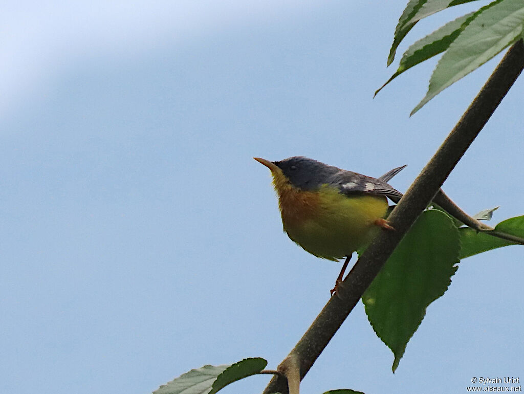 Tropical Parula