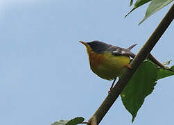 Tropical Parula