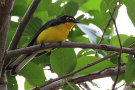 Spectacled Whitestart