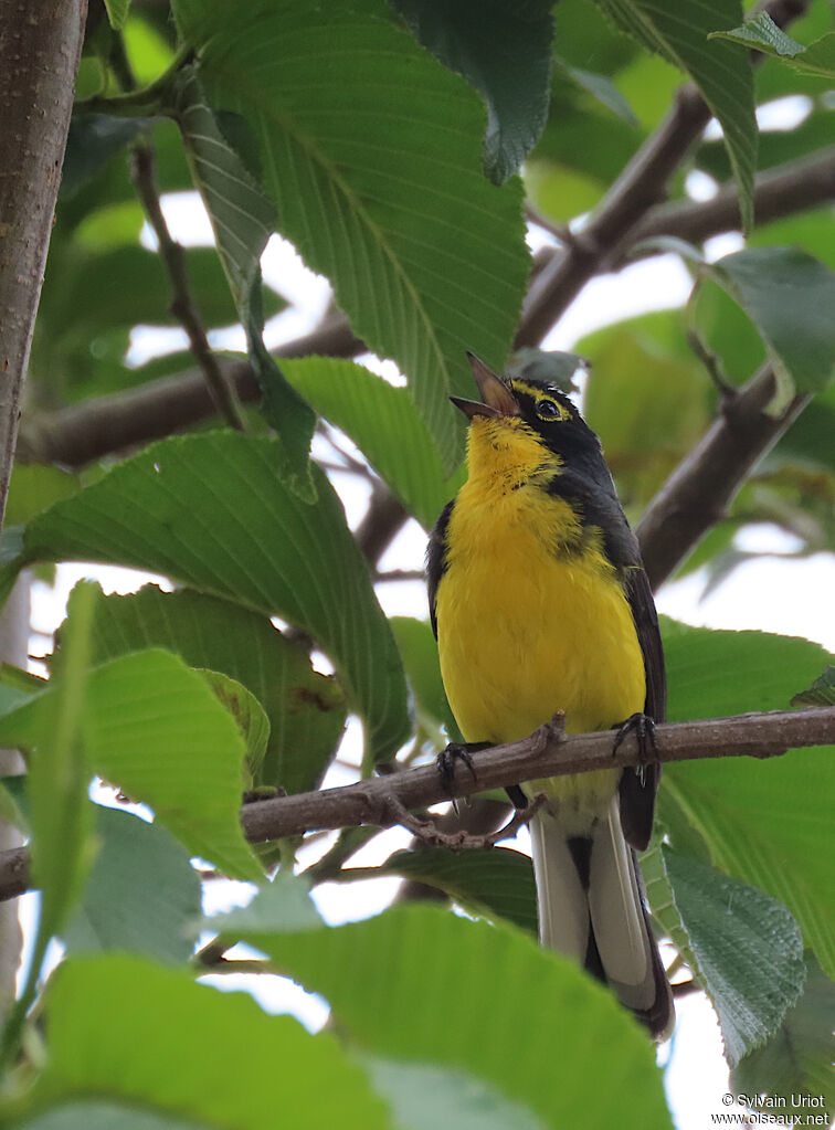 Spectacled Whitestartadult