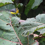 Spectacled Whitestart