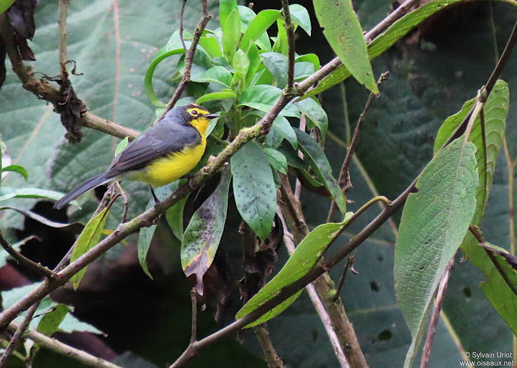 Spectacled Whitestartadult