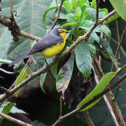 Spectacled Whitestart