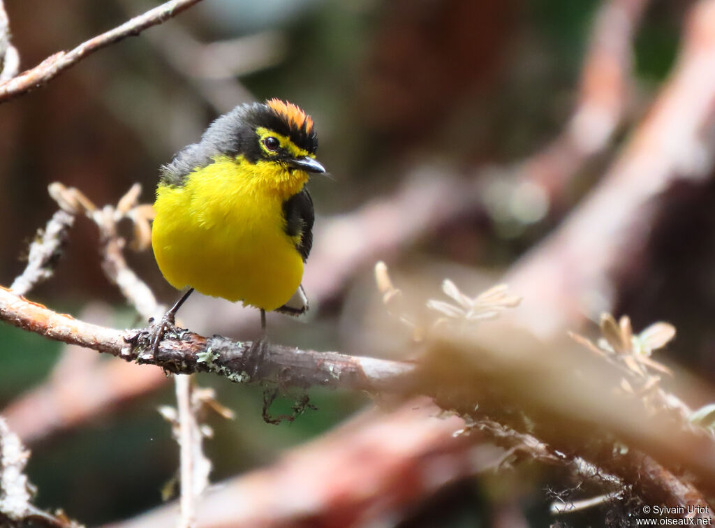 Spectacled Whitestartadult