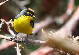 Spectacled Whitestart