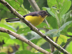 Spectacled Whitestart