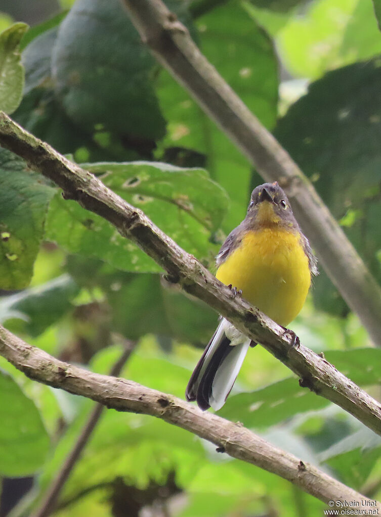 Spectacled Whitestartjuvenile