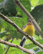 Spectacled Whitestart