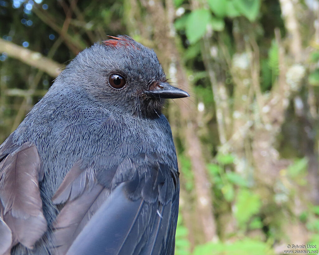 Slate-throated Whitestartadult