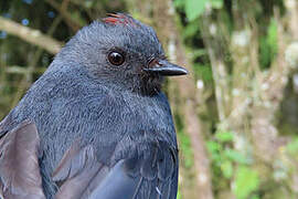 Slate-throated Whitestart