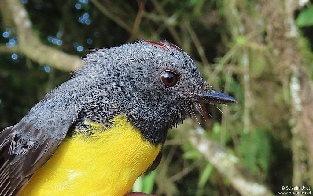 Slate-throated Whitestartadult