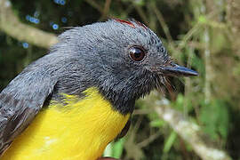 Slate-throated Whitestart