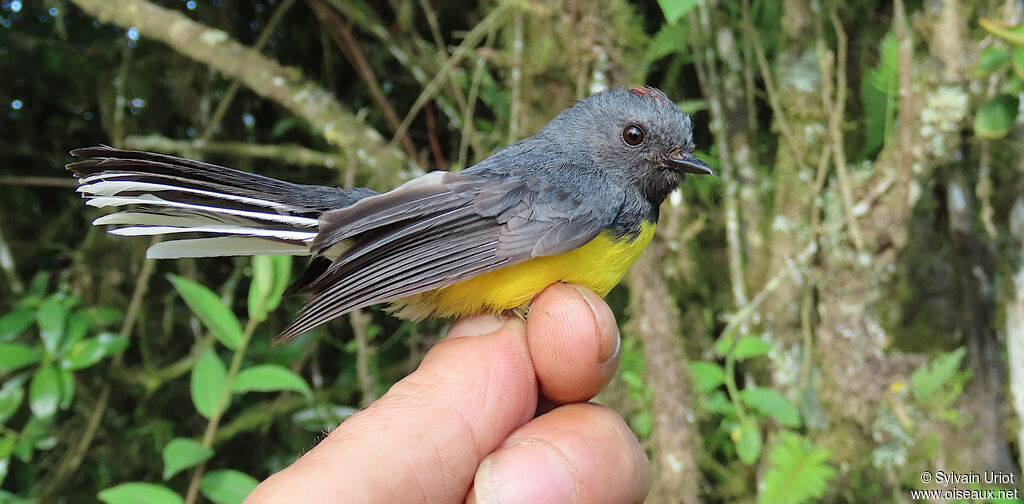 Slate-throated Whitestartadult