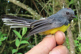 Slate-throated Whitestart