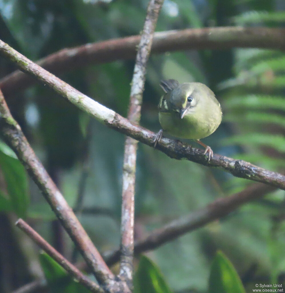 Plumbeous Warbleradult