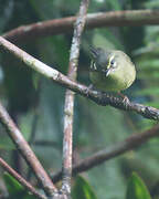 Plumbeous Warbler