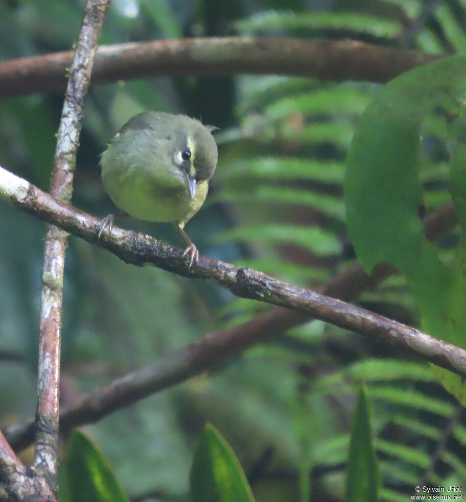 Plumbeous Warbleradult