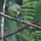 Paruline caféiette
