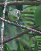 Plumbeous Warbler