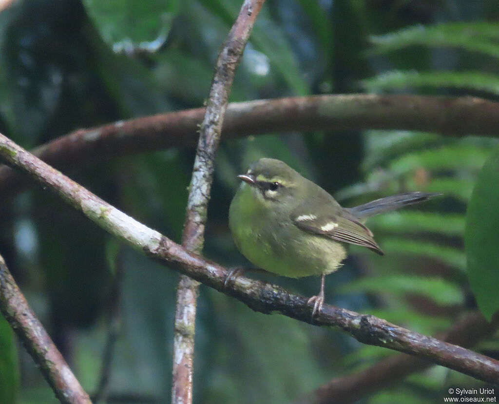 Plumbeous Warbleradult