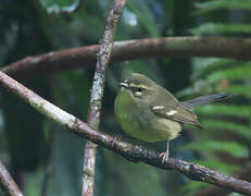 Plumbeous Warbler