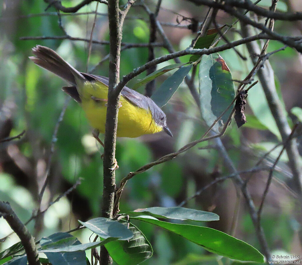 Grey-and-gold Warbleradult