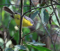 Grey-and-gold Warbler