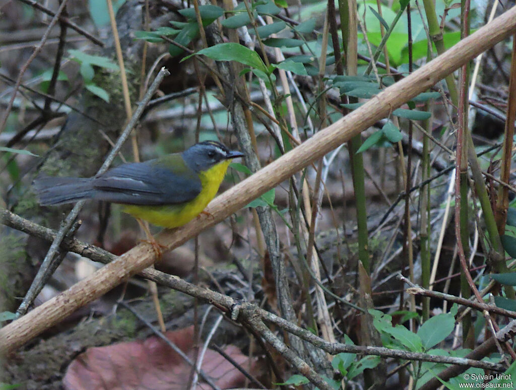 Grey-and-gold Warbler