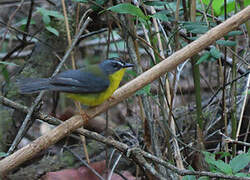 Grey-and-gold Warbler