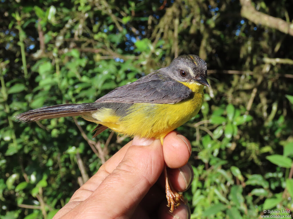 Grey-and-gold Warbleradult