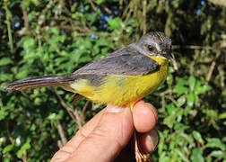 Grey-and-gold Warbler